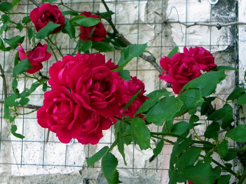 IMGP0970