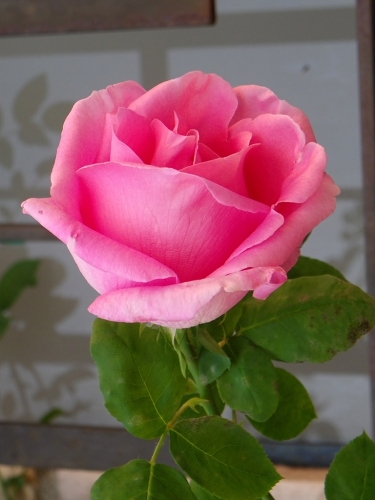 IMGP0971